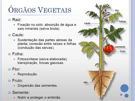 qual a finalidade das funções da vida vegetativa